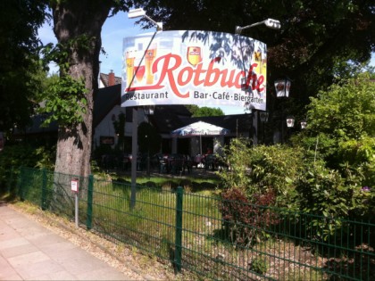 Foto: Rotbuche